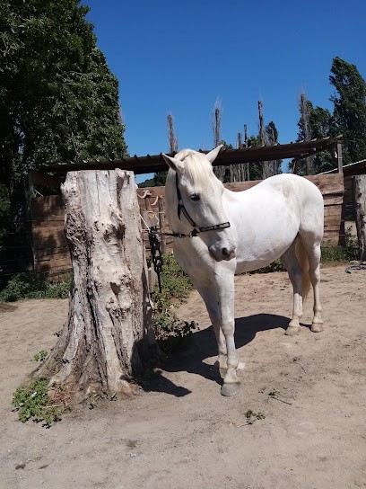 Les Écuries Des Veys, Centre Equestres à La Roquette-sur-Siagne