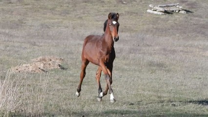 Pony Club Larzac Et Vallées - Livestock Du Durzon, Centre Equestres à Nant