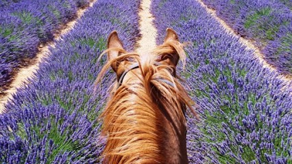 Riding Ecole And Pony Club, Centre Equestres à Riez