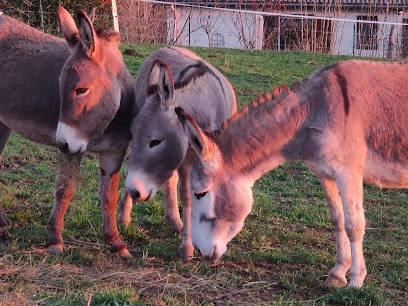 Écuries cœur d'Aubrac - Ferme du Camp d'Ausel, Centre Equestres à Condom-d'Aubrac