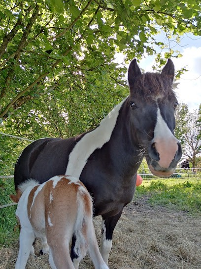 Les Écuries De Procé, Pension pour Chevaux à Sucé-sur-Erdre
