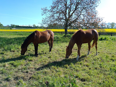 Écurie De Vautorte - Pension Pour Chevaux, Pension Pour Chevaux à Vautorte